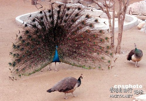 濟南動物園圖  ChinaTravel 中國觀光景點