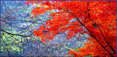 秋天-紅葉  貼上 精華分享