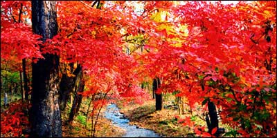 秋天-紅葉  貼上 精華分享