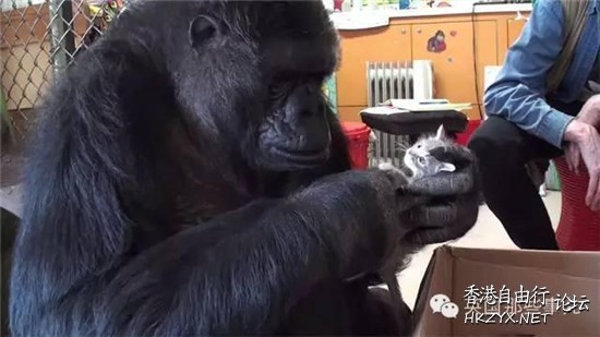 猩猩收養了一只貓寶寶  Pets 寵物護理 +紀念堂