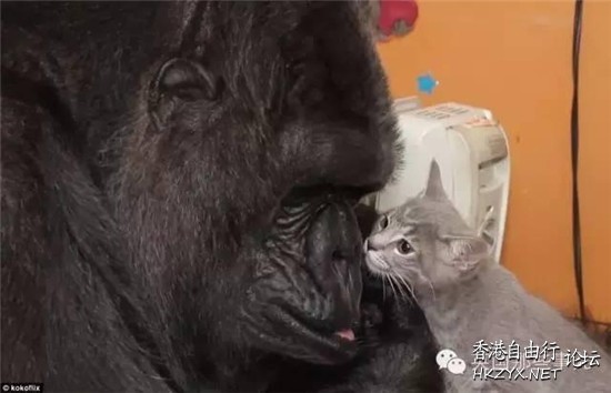 猩猩收養了一只貓寶寶  Pets 寵物護理 +紀念堂