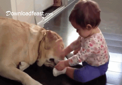 funny baby with pets  Funny Baby
