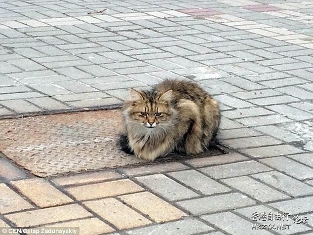 小貓遭棄 每日守候主人  路见不平