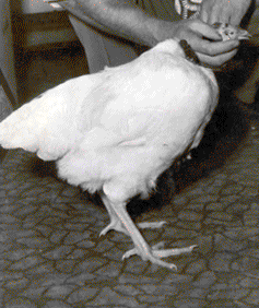 無頭雞：頭被砍還活18月  超自然 + 恐饰