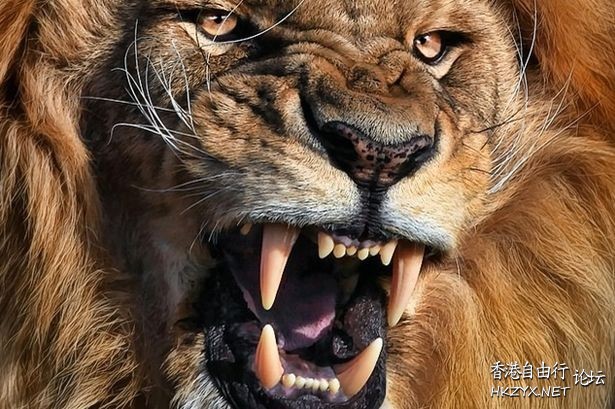 Lion: 放馬過來！  Wild animal 野生動物