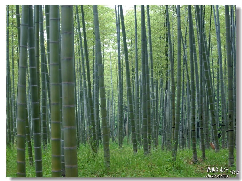 竹海情深-大片的竹林  貼上 精華分享