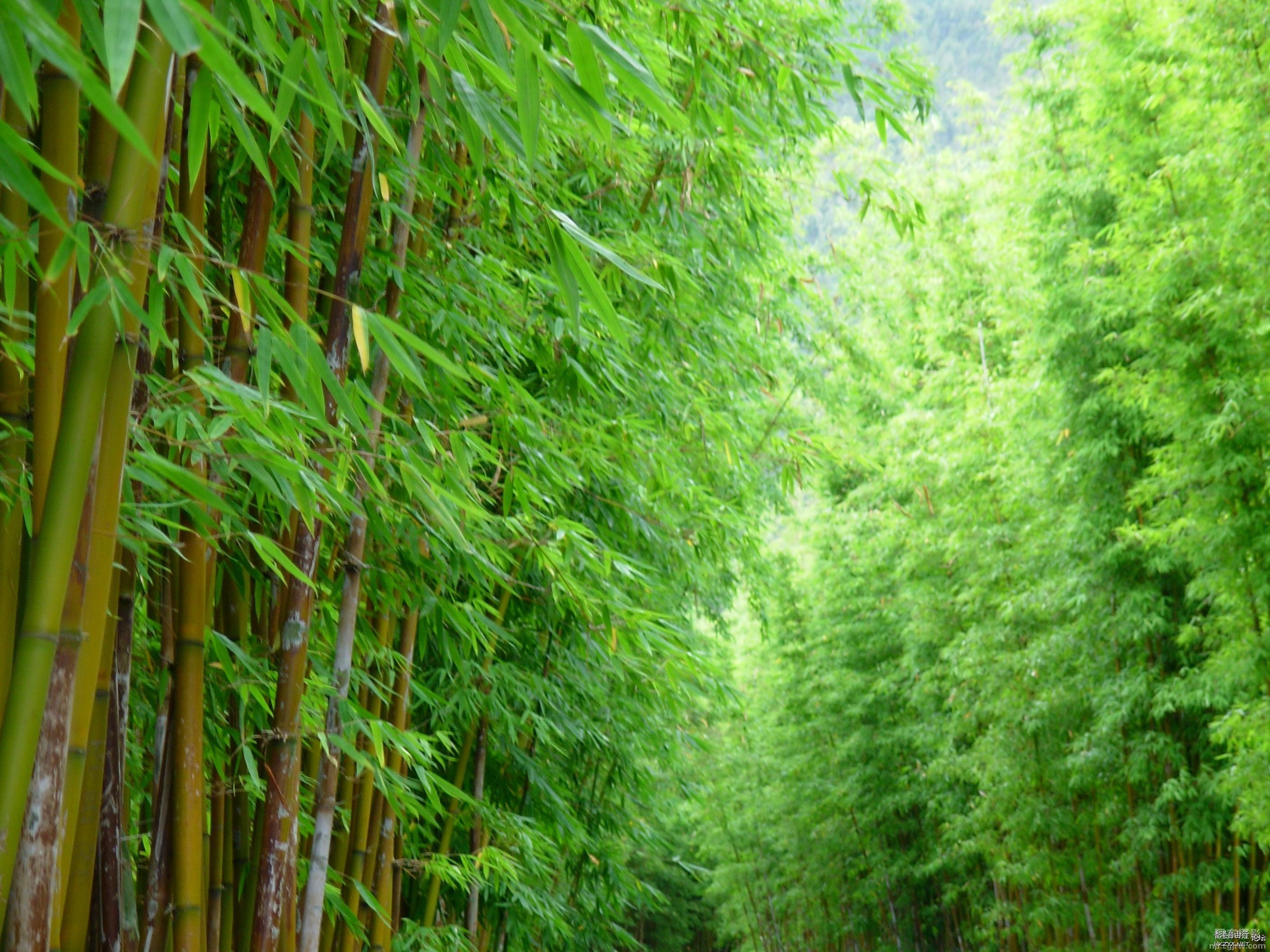 竹海情深-大片的竹林  貼上 精華分享