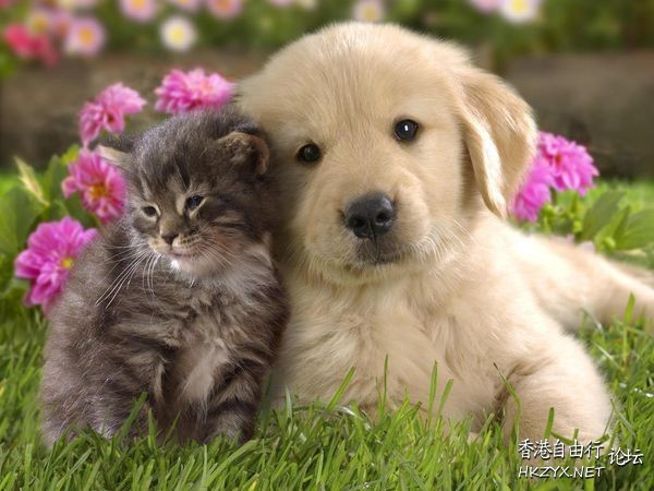 狗和貓能住在一起嗎？  Pets 寵物護理 +紀念堂