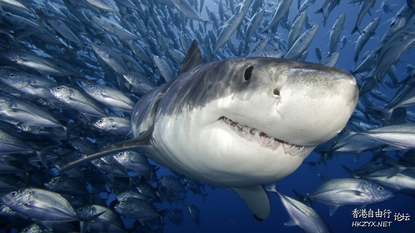 深海狂鲨  海洋生態