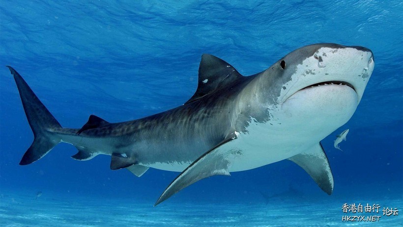 深海狂鲨  海洋生態