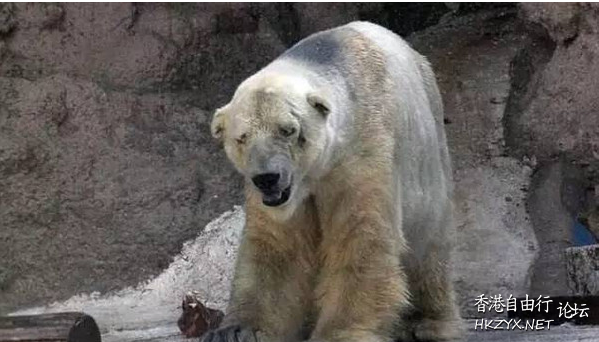 世界最悲傷的北極熊  專題報導
