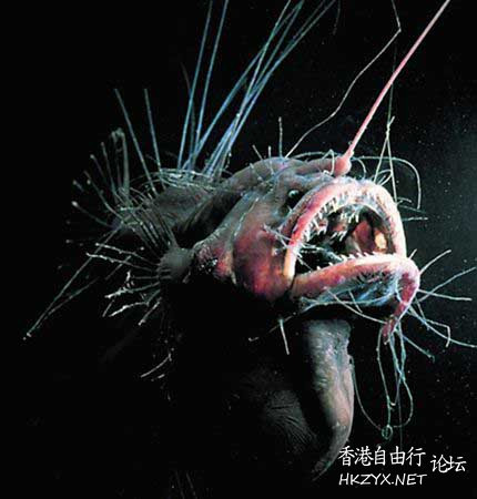 深海怪物寫真摄影  海洋生態