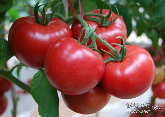 番茄生吃壞處多嗎  防治癌症室