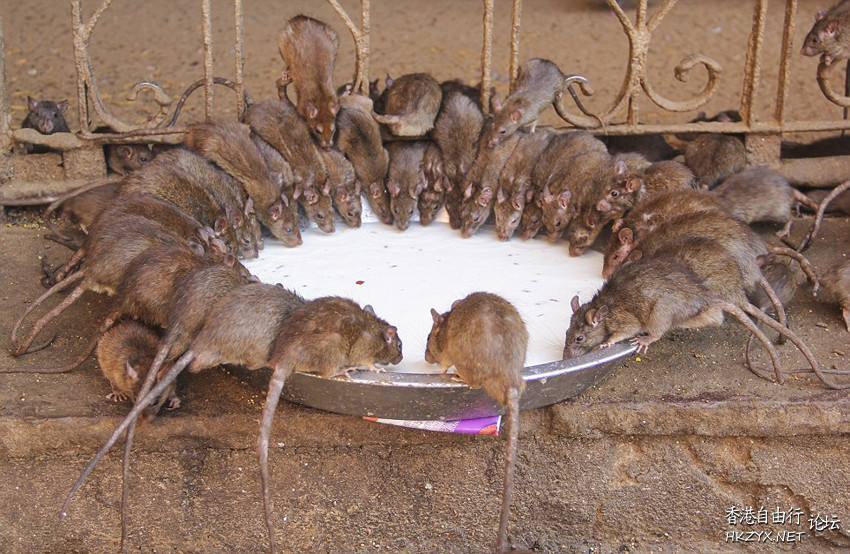 印度神庙信徒与老鼠共食  專題報導