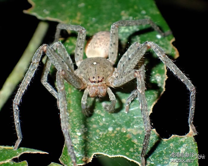 将新物种巨型蜘蛛命名  Wild animal 野生動物
