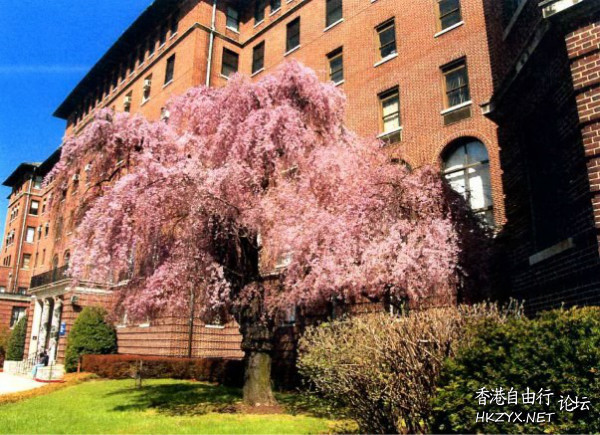 黑手党老大卡彭  歷史回顧